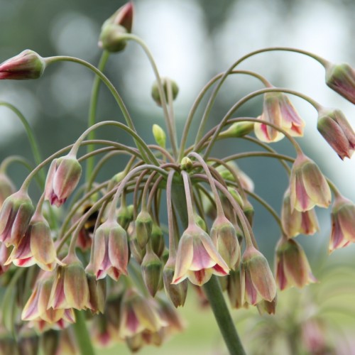 Nectaroscordum Siculum